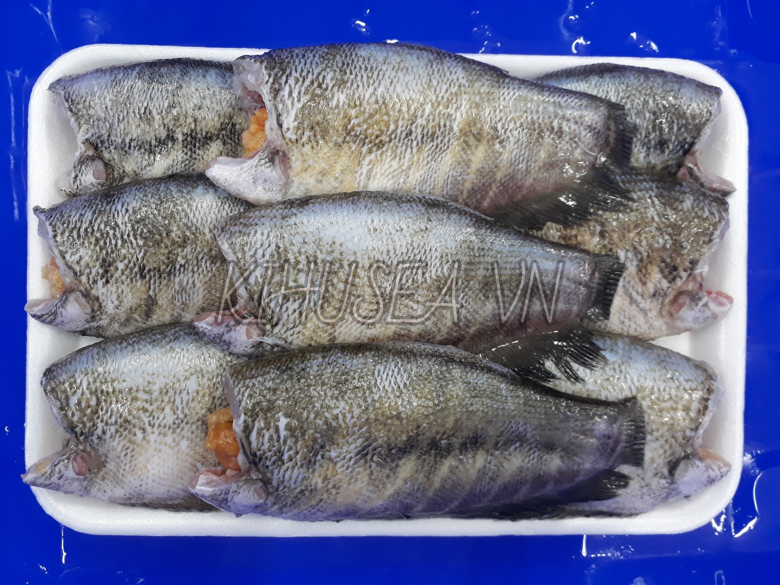 Frozen Gouramy Fish whole cleaned